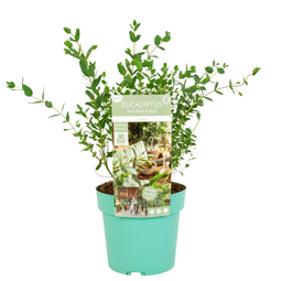 Eucalyptus parvifolia 'Oliva' - Eucalyptusstruik - Pot 19cm - Hoogte 40-50cm