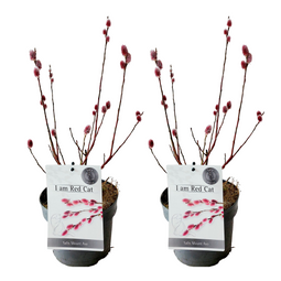 Salix Mount Aso Gracilistyla - Set van 2 - Struik - ⌀17 cm - Hoogte: 40-50 cm