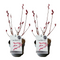 Salix Mount Aso Gracilistyla - Set van 2 - Struik - ⌀17 cm - Hoogte: 40-50 cm