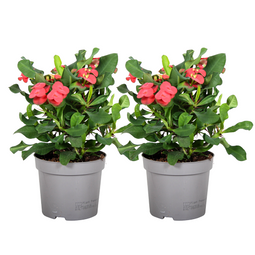 Euphorbia Milii - Christusdoorn - Set van 2 - vetplant - ⌀ 13cm - Hoogte 25-35cm