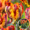 Tulipa Rasta Parrot - Tulpenbollen x10 - Bloembollen