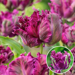 Tulipa Parrot Negrita - Bloembollen - Set van 20 - Tulp - Donkerpaars