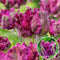 Tulipa Parrot Negrita - Bloembollen - Set van 20 - Tulp - Donkerpaars
