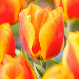 Tulipa Flair - Tulpenbollen - Set van 20 - Bloembollen