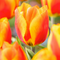 Tulipa Flair - Tulpenbollen - Set van 20 - Bloembollen