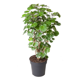 Polyscias Balfouriana - Hartvormige groene bladeren - Pot 19cm - Hoogte 70-80cm