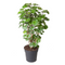 Polyscias Balfouriana - Hartvormige groene bladeren - Pot 19cm - Hoogte 70-80cm