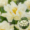 Tulipa 'Northcap' - Bloembollen - Set van 21 - Tulp - Wit