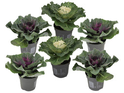 Brassica oleracea - Set van 6 stuks - Sierkool - Pot 10.5cm - Hoogte 10-20cm