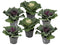 Brassica oleracea - Set van 6 stuks - Sierkool - Pot 10.5cm - Hoogte 10-20cm