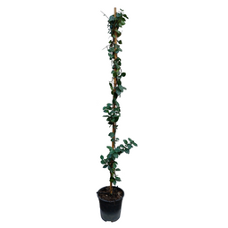 Trachelospermum jasminoides 'Ster van Toscane' - Pot 17cm - Hoogte 110-120cm
