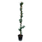 Trachelospermum jasminoides 'Ster van Toscane' - Pot 17cm - Hoogte 110-120cm