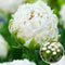 Tulipa Snow Crystal - Bloembollen x15 - Tulp - Wit