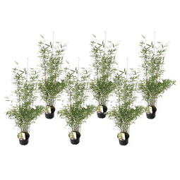 Fargesia Red Dragon - x6 - niet-woekerende rode bamboe - ⌀17cm - Hoogte 60-80cm
