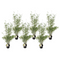 Fargesia Red Dragon - x6 - niet-woekerende rode bamboe - ⌀17cm - Hoogte 60-80cm