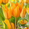 Tulipa praestans Shogun - Bloembollen x40 - Tulp - Oranje