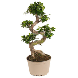 Ficus Ginseng S-Shape - Japanse Bonsai - Kamerplant - Pot 22cm - Hoogte 60-70cm