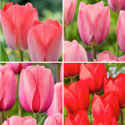 Tulipa Rood & Roze Tulpenmix - Bloembollen - Set van 80