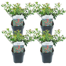 Ilex Alaska - Set van 4 - Pot 17cm - Hoogte 25-35cm