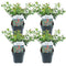 Ilex Alaska - Set van 4 - Pot 17cm - Hoogte 25-35cm
