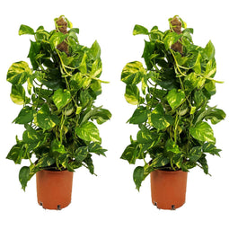 Epipremnum Scindapsus Aureum - Set van 2 - Pot 21cm - Hoogte 80-90cm