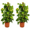 Epipremnum Scindapsus Aureum - Set van 2 - Pot 21cm - Hoogte 80-90cm