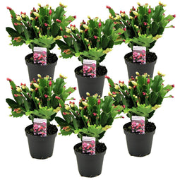 Schlumbergera Tricolor - Set van 6 - Kerstcactussen - Pot 9cm - Hoogte 15-25cm