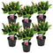 Schlumbergera Tricolor - Set van 6 - Kerstcactussen - Pot 9cm - Hoogte 15-25cm