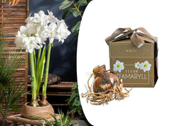 Hippeastrum - Witte Amaryllis Bloembollen - In Geschenkdoos
