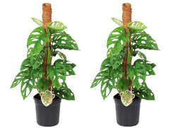 Monstera Monkey Mask - Set van 2 - Mosstok - Pot 16cm - Hoogte 60-70cm