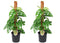 Monstera Monkey Mask - Set van 2 - Mosstok - Pot 16cm - Hoogte 60-70cm
