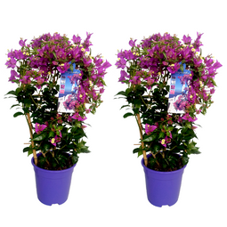 Bougainvillea 'Alexandra' - Set van 2 - Klimplant - Pot 17cm - Hoogte 50-60cm