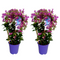Bougainvillea 'Alexandra' - Set van 2 - Klimplant - Pot 17cm - Hoogte 50-60cm