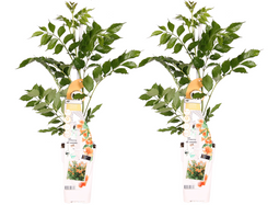 Campsis x tagliabuanca 'Indian Summer' - Set van 2 - Pot 15cm - Hoogte 60-70cm