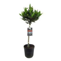 Laurus nobilis - Laurierboom op stam - Pot 21cm - Hoogte 90-100cm
