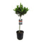 Laurus nobilis - Laurierboom op stam - Pot 21cm - Hoogte 90-100cm