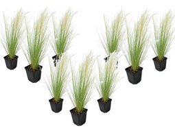 Stipa tenuifolia 'Pony Tails' - Set van 9 - Siergras - Pot 9cm - Hoogte 20-30cm