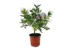 Mimosa acacia dealbata - Mimosa struik - Pot 15cm - Hoogte 40-50cm