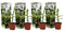 Musa Basjoo - Set van 4 - Bananenplant - Tuinplant - Pot 9cm - Hoogte 25-40cm
