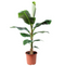Musa Cavendish - Kamerplant - Dwergcavendish - Pot 21cm - Hoogte 90-100cm