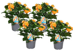 Crossandra Fortuna - Set van 4 - Oranje bloemen - Pot 13cm - Hoogte 20-30cm