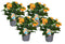 Crossandra Fortuna - Set van 4 - Oranje bloemen - Pot 13cm - Hoogte 20-30cm