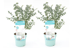 Eucalyptus Pulverulenta - Set van 2 - Pot 17cm - Hoogte 40-45cm