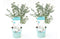 Eucalyptus Pulverulenta - Set van 2 - Pot 17cm - Hoogte 40-45cm