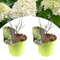 Hydrangea paniculata 'Limelight' - Set van 2 - Hortensia - ⌀19 - Hoogte 25-40cm