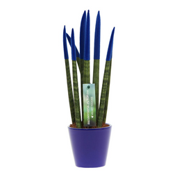 Sansevieria Cylindrica - Velvet Touchz - Hoogte 20-40cm - Pot 9cm