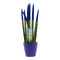 Sansevieria Cylindrica - Velvet Touchz - Hoogte 20-40cm - Pot 9cm