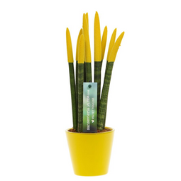 Sansevieria Cylindrica - Velvet Touchz - Hoogte 20-40cm - Pot 9cm