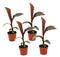 Musa ensete Maurelli - Set van 4 - Bananenplanten - Pot 9cm - Hoogte 20-30cm
