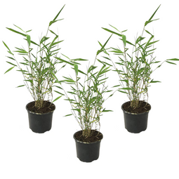 Fargesia papyrifera Grex - Set van 3 Blauwe Bamboe - Pot 13cm - Hoogte 30-40cm